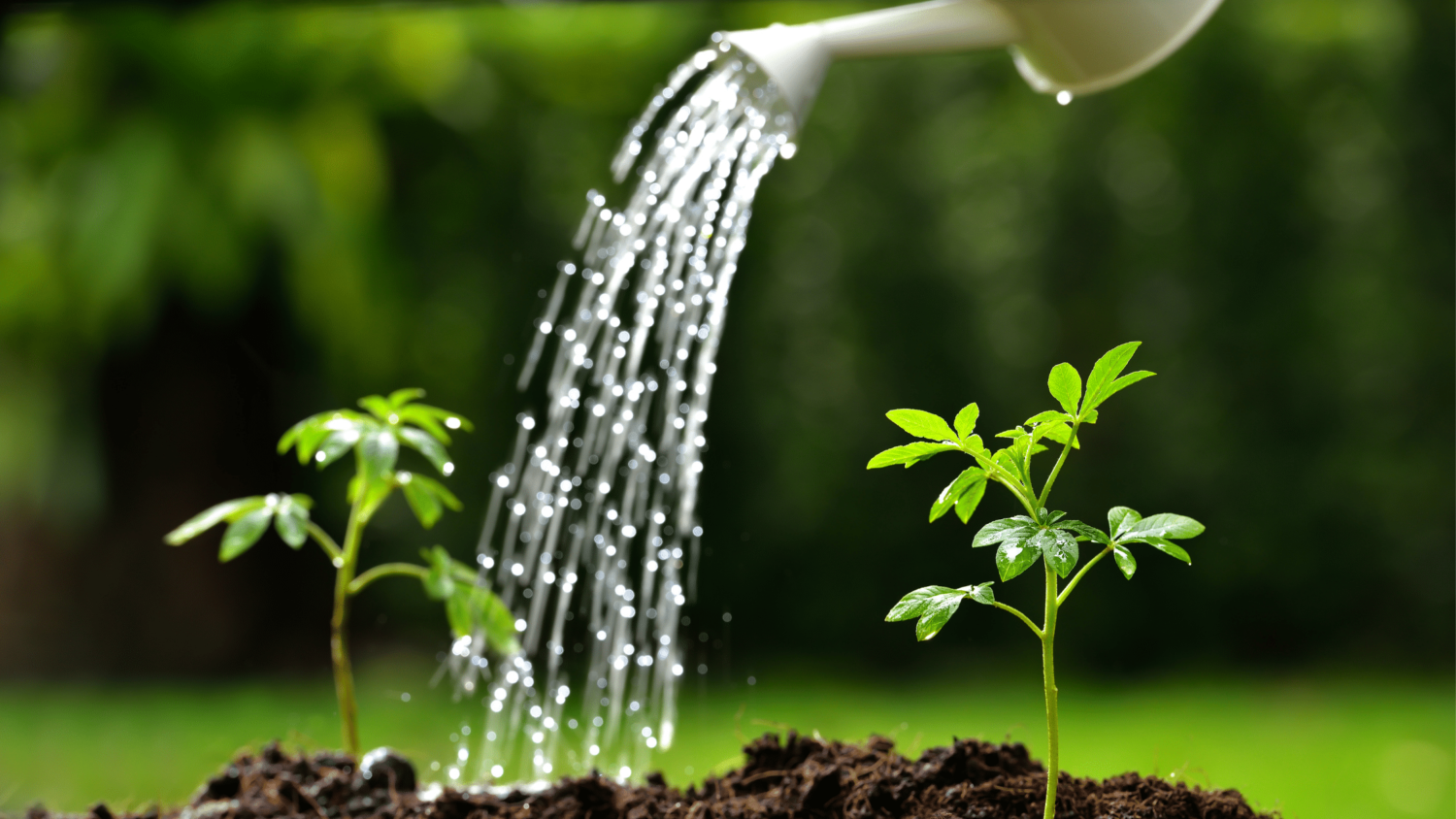 water can pouring water on plants in soil